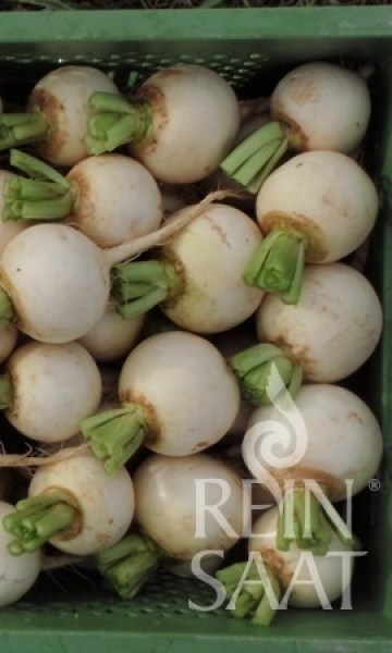 ko081_kvaka snowball8